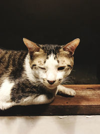 Close-up of a cat resting on wood