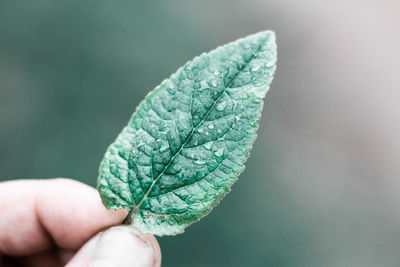 Close-up of hand holding leaf