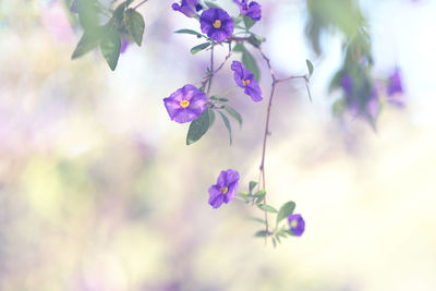 Close-up of flowers