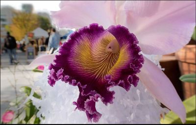 Close-up of pink flower