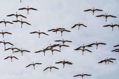 Low angle view of birds flying in sky