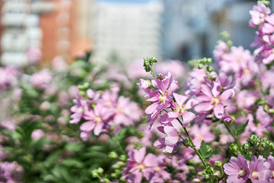 Close-up of pink flowering plants