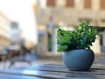 Close-up of potted plant on table