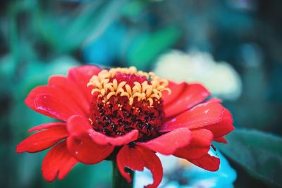 Close-up of red flower blooming outdoors