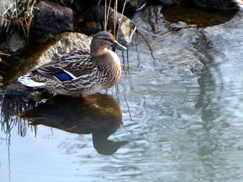 Ducks in water