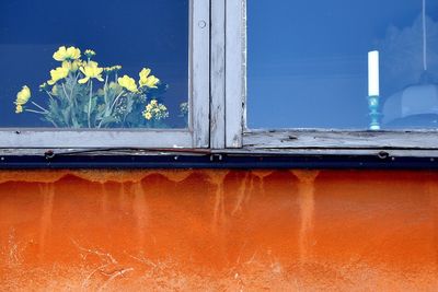 Close-up of orange flower on window of building