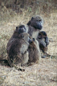 Monkeys sitting on field