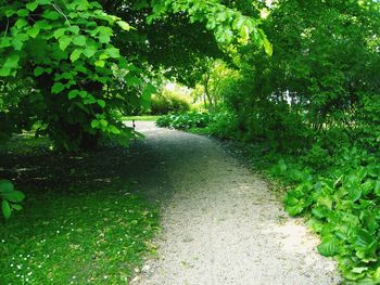 Walkway amidst trees on landscape