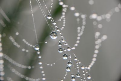 Close-up of water drops on leaf