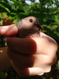 Close-up of hand holding bird