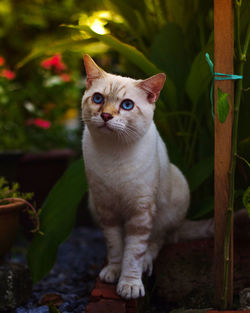 Portrait of cat sitting by plant in yard