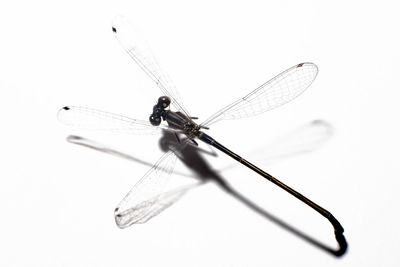 Close-up of dragonfly flying over white background