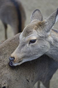 Close-up of deer