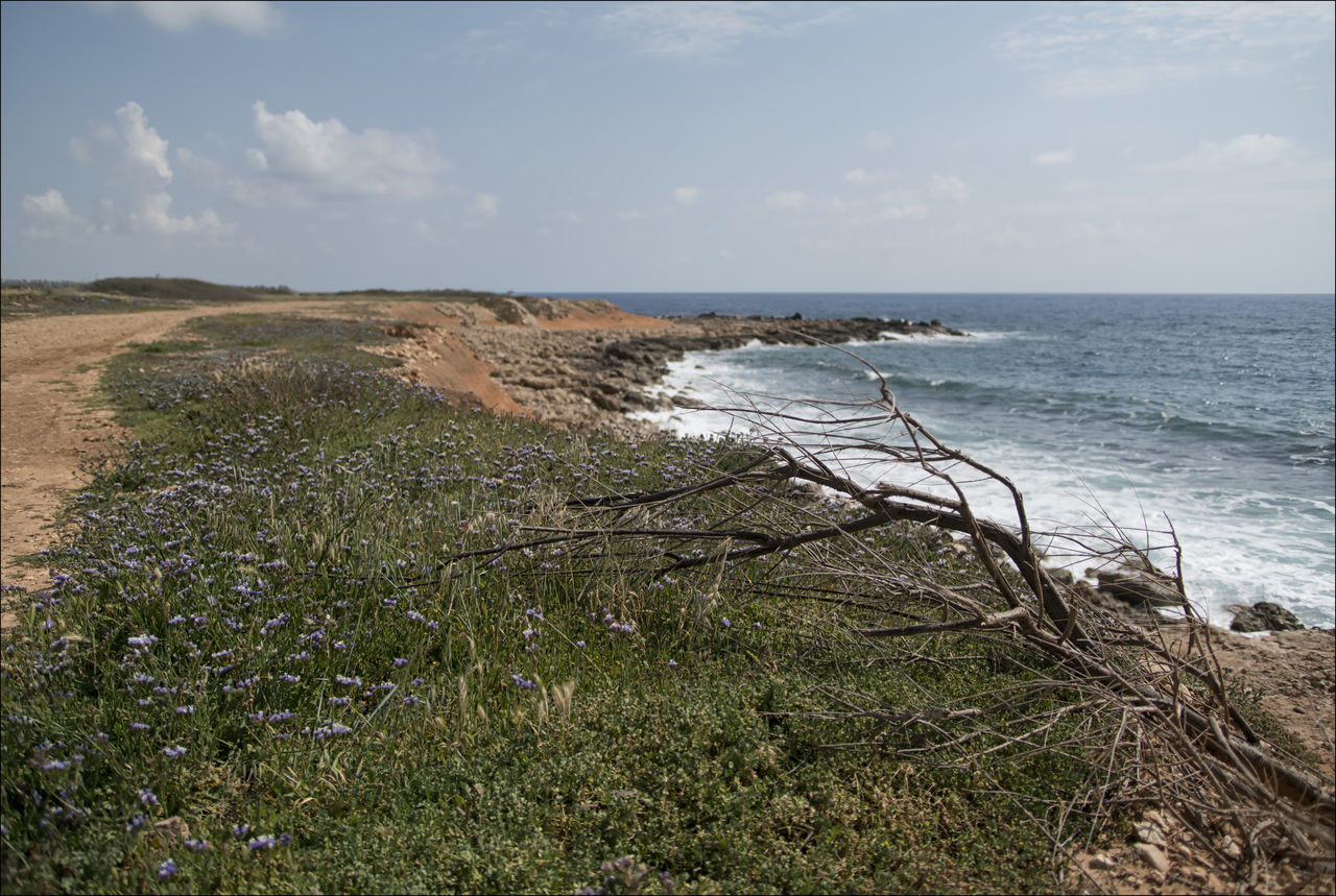 SCENIC VIEW OF SHORE AGAINST SKY