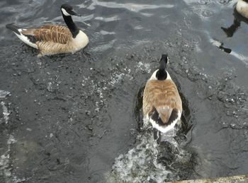 High angle view of swan swimming in water