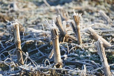 Close-up of frozen plants on field during winter