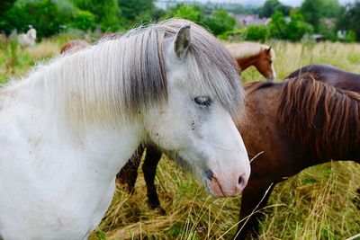 Horses in a field