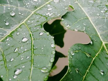 Full frame shot of water drops on leaf