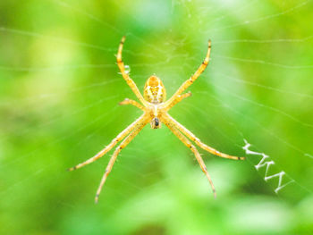 Close-up of spider on leaf