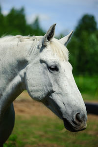 Close-up of a horse on field