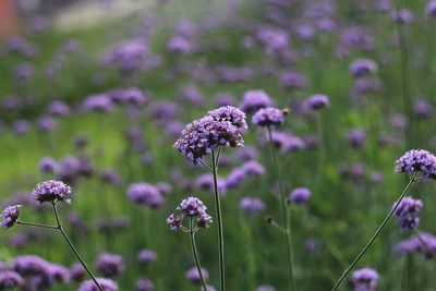 Close-up of purple flowering plant