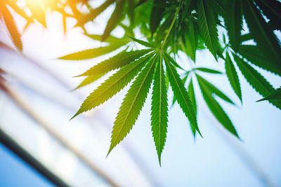 Young leaf of marijuana plant detail at sunset.