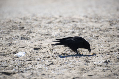 High angle view of bird on sand