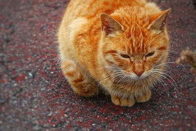 Close-up of cat sleeping