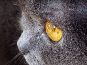 Close-up of cat eating