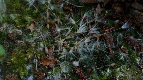 High angle view of plants growing on field