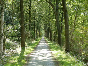 Footpath amidst trees in forest