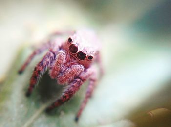 Close-up of spider on plant