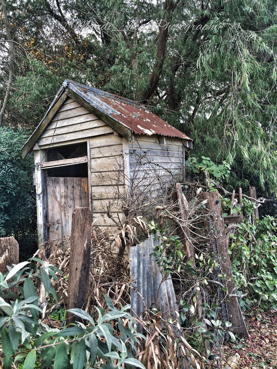 building exterior, built structure, architecture, house, tree, plant, growth, abandoned, old, forest, day, damaged, roof, nature, residential structure, outdoors, ivy, wood - material, leaf, obsolete