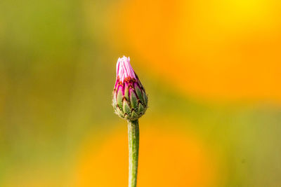 Close-up of pink flower bud