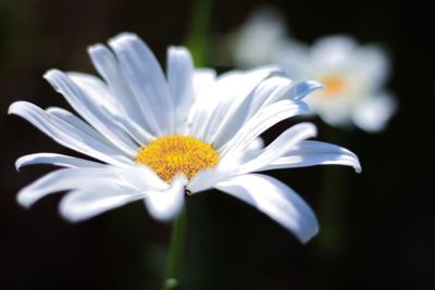 Close-up of white flower