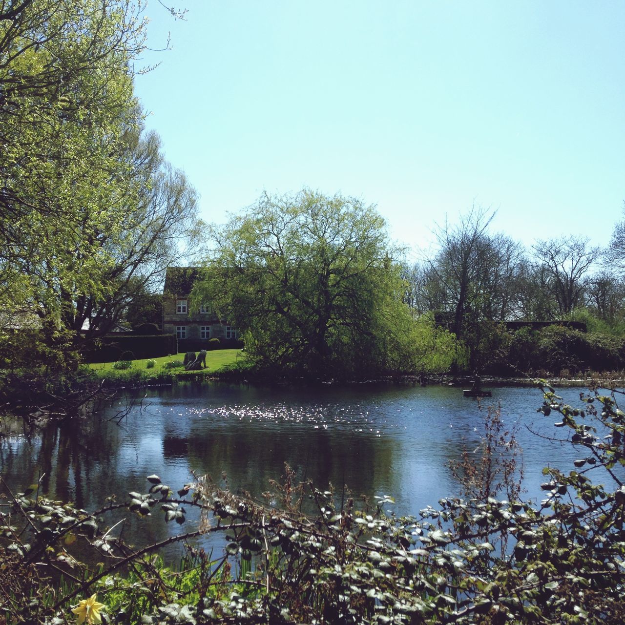 water, tree, clear sky, reflection, lake, tranquility, tranquil scene, scenics, beauty in nature, nature, growth, copy space, river, day, green color, idyllic, lakeshore, calm, outdoors, plant