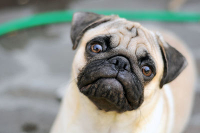 Close-up portrait of pug