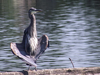 Bird perching on wood in lake