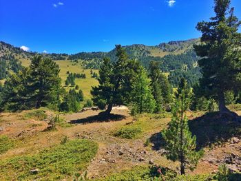 Scenic view of trees and mountains against blue sky