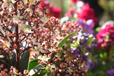 Close-up of pink flowers blooming outdoors