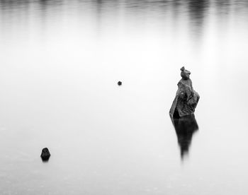 Duck swimming in lake