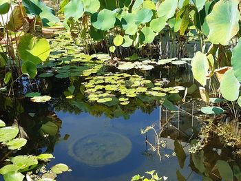 Water lilies and leaves floating on lake