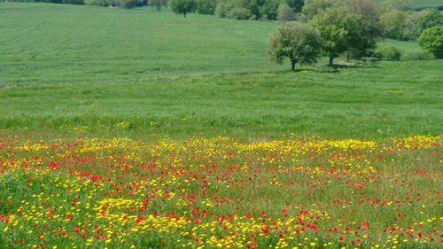 Scenic view of meadow on field