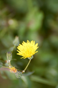 Close-up of yellow flowering plant