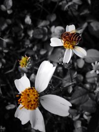 Close-up of insect on flower