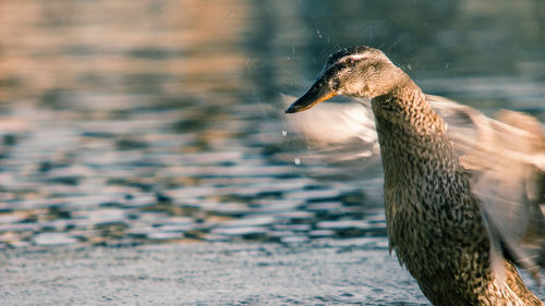 Close-up of bird swimming on lake