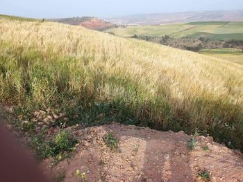 Scenic view of field against sky