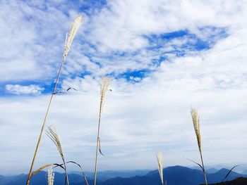 Low angle view of sky