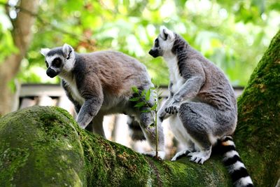 Lemurs  in a forest