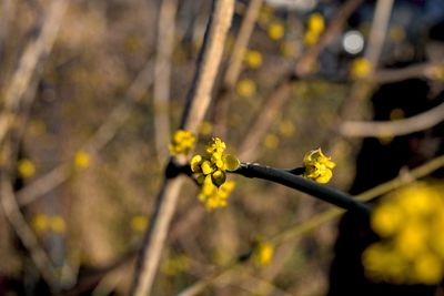 Close-up of yellow plant